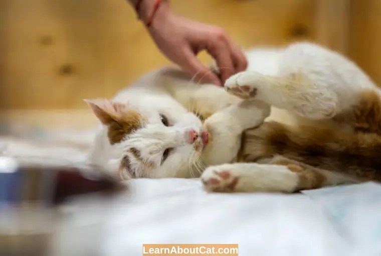 Why Does My Cat Have Bald Spots And Sores? Causes And Treatment