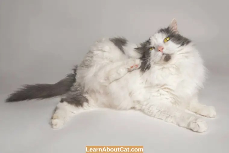 Why My Cat Has Scabs on Its Neck But No Fleas? Reasons [Explained