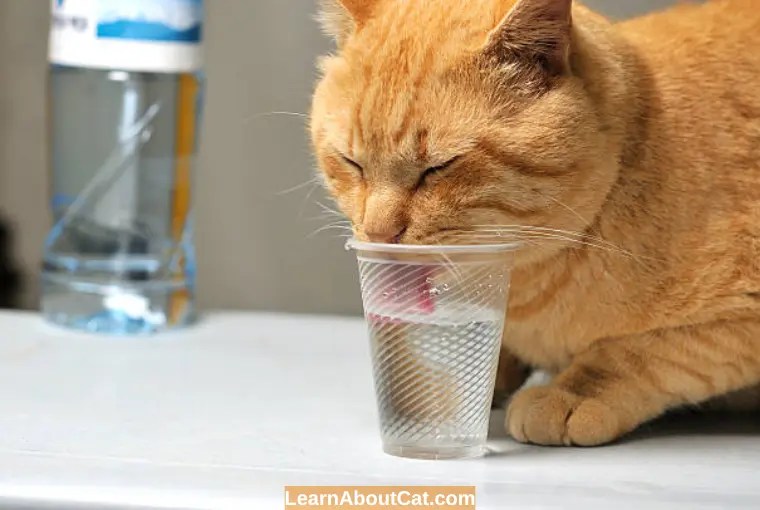 Why is My Cat Drinking a Lot of Water and Meowing? All You Need To Know