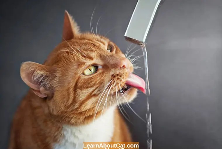 Why is My Cat Drinking a Lot of Water and Meowing? All You Need To Know