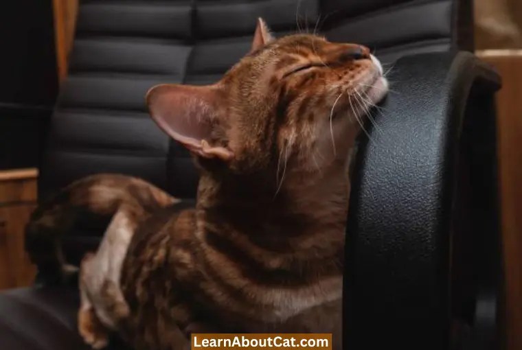 Why Do Cats Rub Their Faces On Things? Head Bunting LearnAboutCat