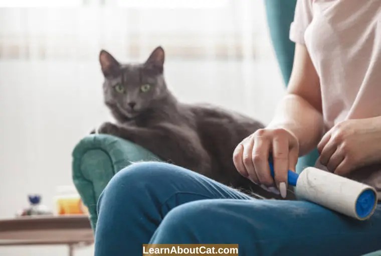 Why Is My Cat's Hair Oily And Clumping?[Answered] LearnAboutCat