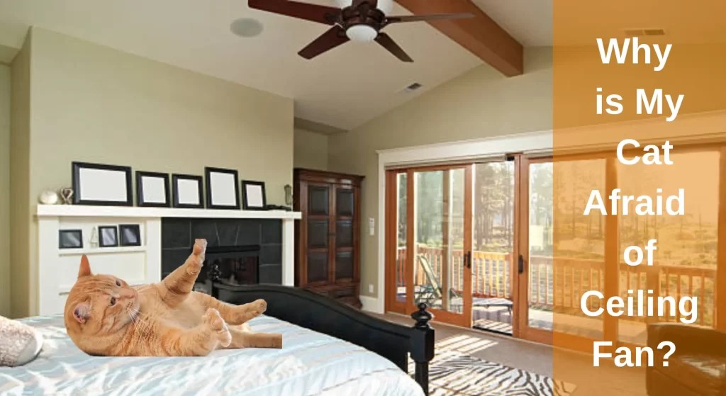 Why is My Cat Afraid of Ceiling Fan? [Answered] LearnAboutCat