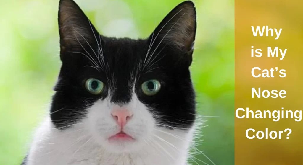 Why is My Cat's Nose Changing Color? [Explained] LearnAboutCat
