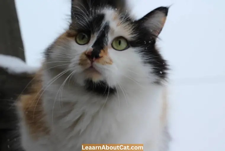 Why is My Cat's Nose Changing Color? [Explained] LearnAboutCat