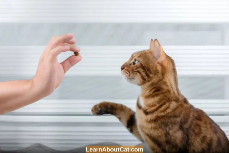 Do Cat Treats Expire? Are Expired Cat Treats Safe LearnAboutCat