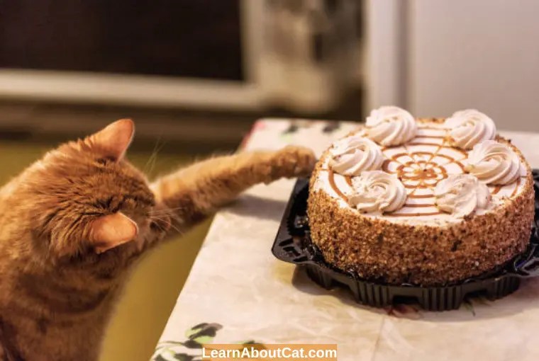 Can Cats Eat Cake? [Answered] LearnAboutCat