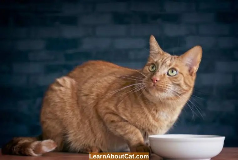 Can I Leave Wet Cat Food Out Overnight? [Answered] LearnAboutCat