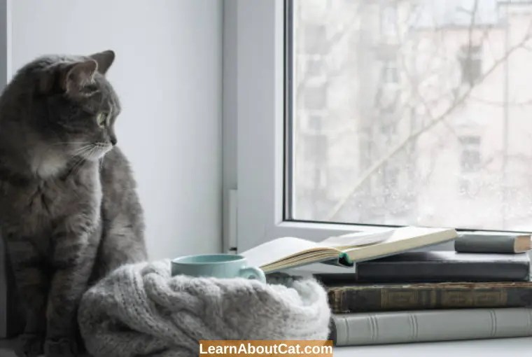 Do Cats Like The Rain? Where Do Stray Cats Go When It Rains