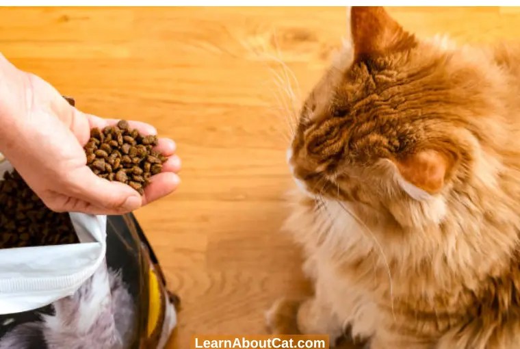 What To Do With Leftover Cat Food? [Explained] LearnAboutCat