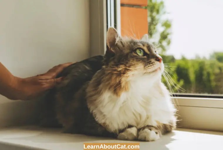 Do Cats Get Lonely? How to Keep Cat Entertained at Home? LearnAboutCat