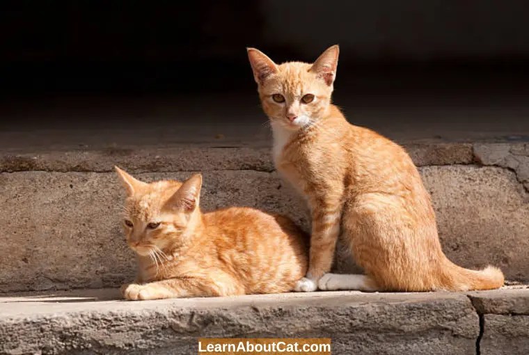 Can a Neutered Male Cat Still Get a Female Pregnant? All You Need To
