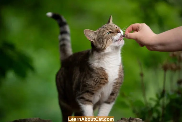 Do Cat Treats Expire? Are Expired Cat Treats Safe LearnAboutCat