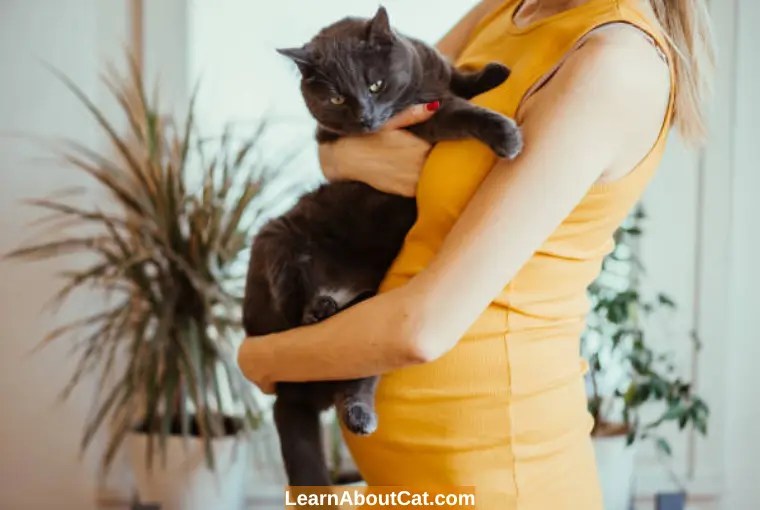Do Cats Get Clingy When You Are Pregnant? All You Need To Know