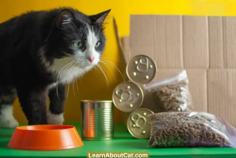 What To Do With Leftover Cat Food? [Explained] LearnAboutCat