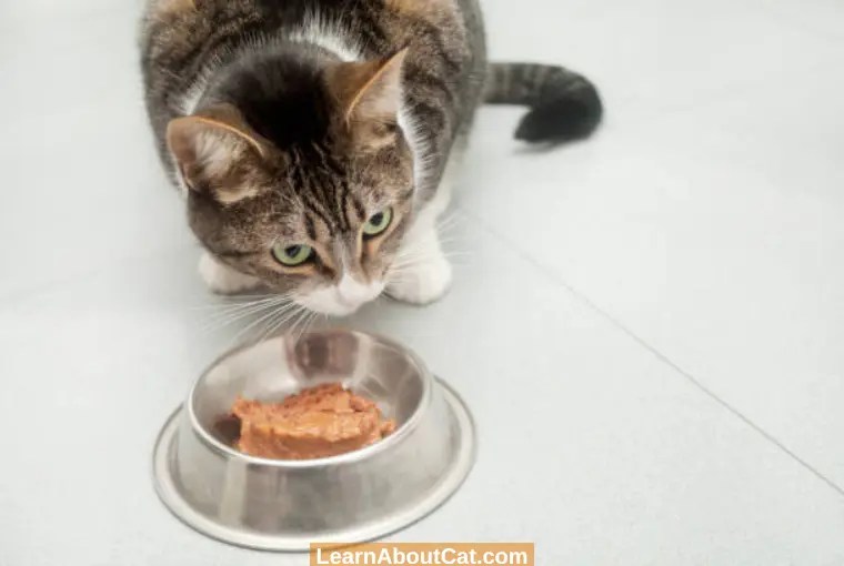 What To Do With Leftover Cat Food? [Explained] LearnAboutCat