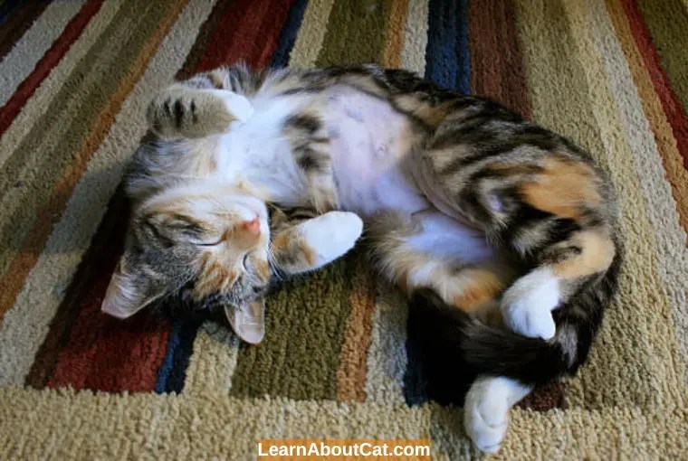 Female Cat Behavior After Spaying Expected Changes? LearnAboutCat