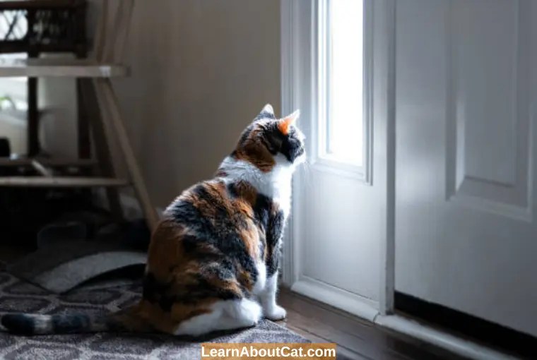 Do Cats Get Lonely? How to Keep Cat Entertained at Home? LearnAboutCat