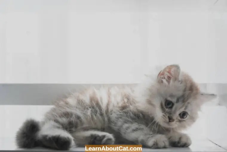 Why is My Cat's Hair Falling Out In Clumps? [Explained] LearnAboutCat