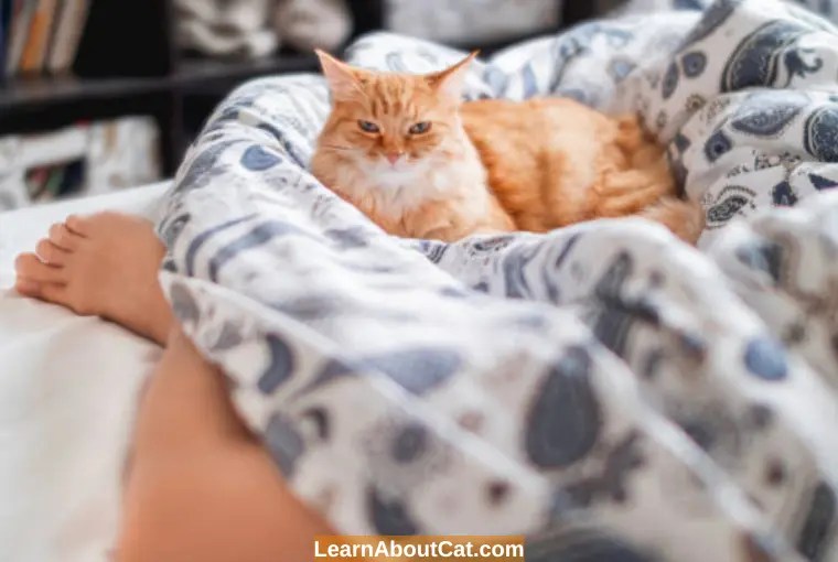Why Do Cats Get In Your Face While You Sleep? [Top 10 Reasons] LearnAboutCat