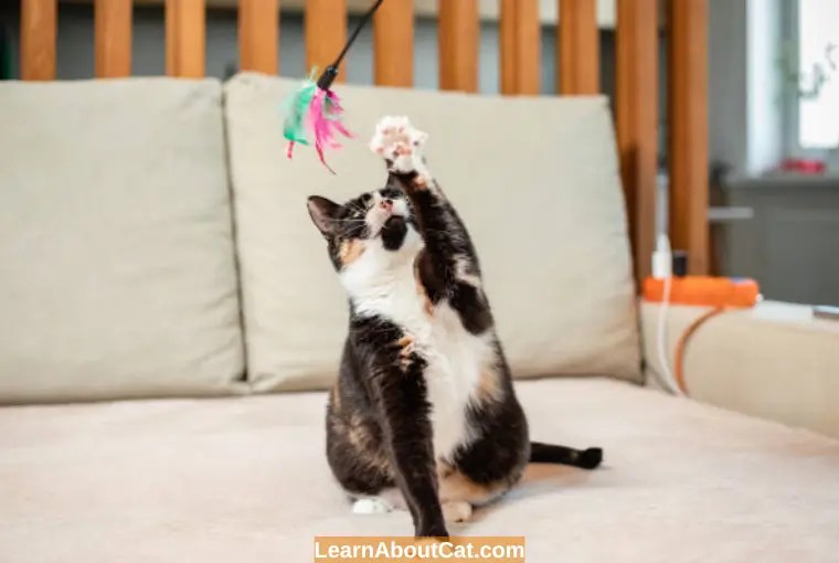 Do Cats Get Lonely? How to Keep Cat Entertained at Home? LearnAboutCat