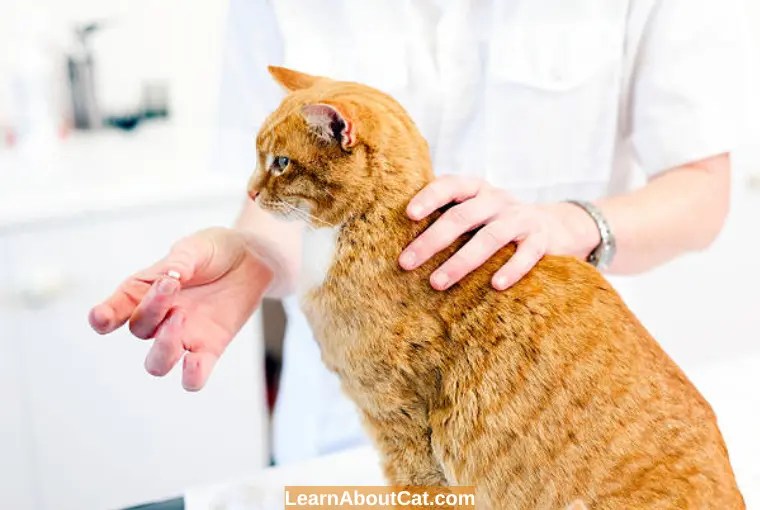 Do Cat Treats Expire? Are Expired Cat Treats Safe LearnAboutCat