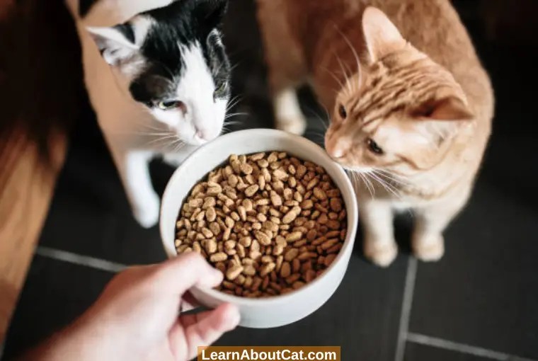 What To Do With Leftover Cat Food? [Explained] LearnAboutCat