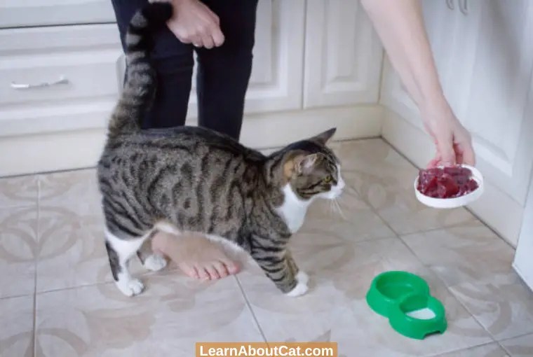 What To Do With Leftover Cat Food? [Explained] LearnAboutCat