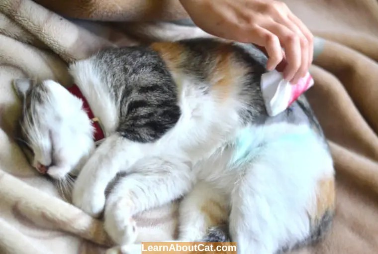 Female Cat Behavior After Spaying Expected Changes? LearnAboutCat