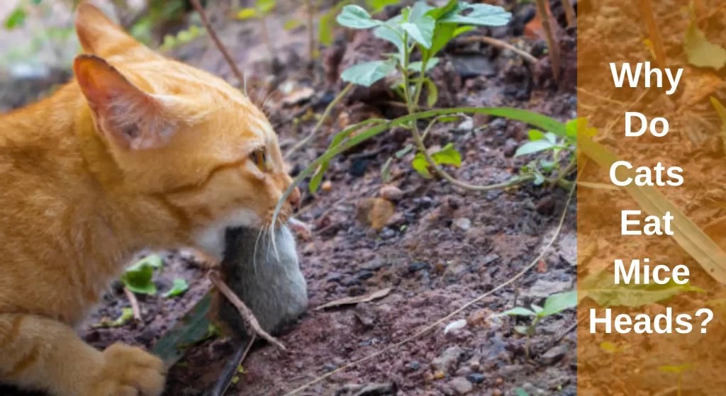 Why Do Cats Eat Mice Heads? [Answered] LearnAboutCat