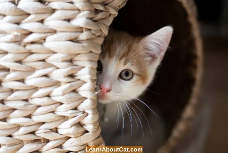 How Long Will a Scared Cat Hide? Cat Hiding Behaviour Explained
