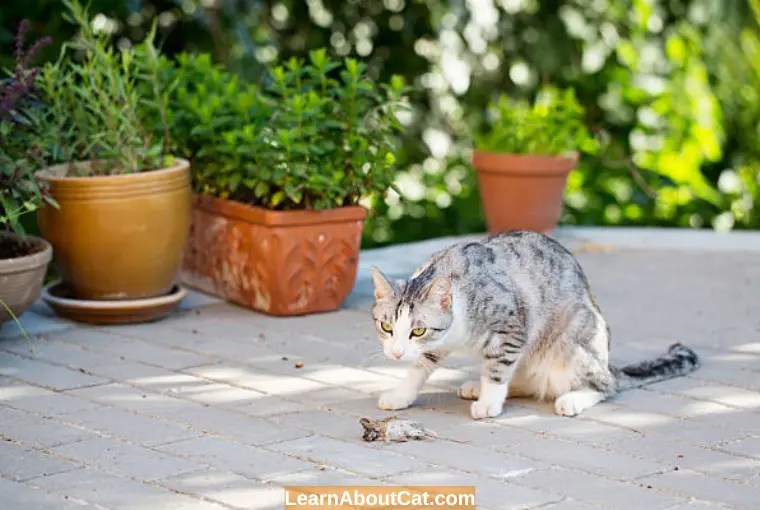 Why Do Cats Eat Mice Heads? [Answered] LearnAboutCat