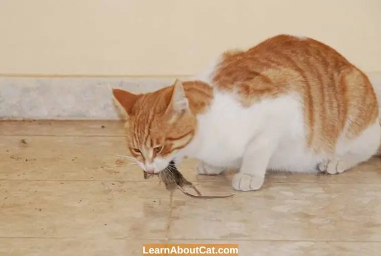 Why Do Cats Eat Mice Heads? [Answered] LearnAboutCat