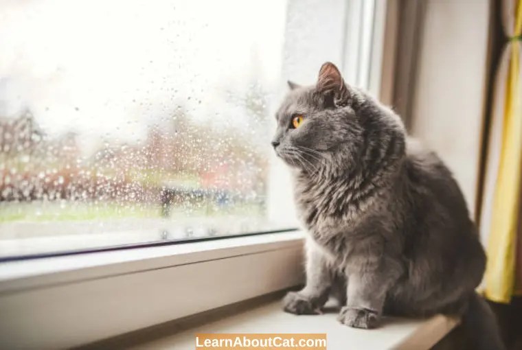 Do Cats Like The Rain? Where Do Stray Cats Go When It Rains? LearnAboutCat