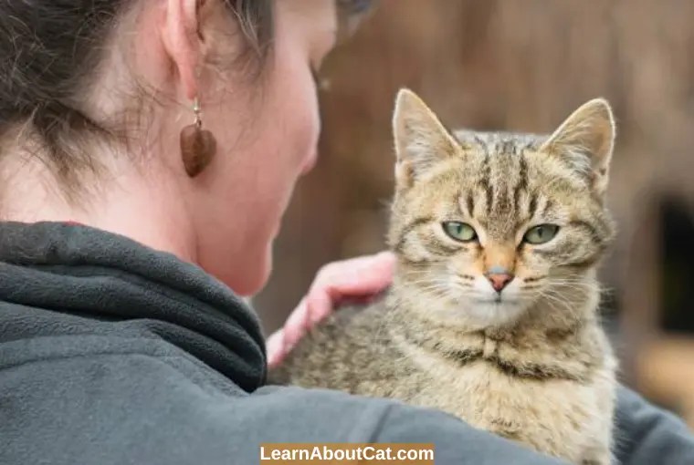 Do Cats Protect Their Owners? Signs of Protective And Overprotective Cats LearnAboutCat