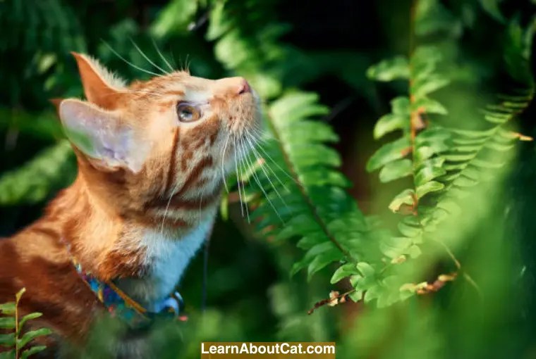 Are Ferns Toxic to Cats? Here's What You Need To know LearnAboutCat