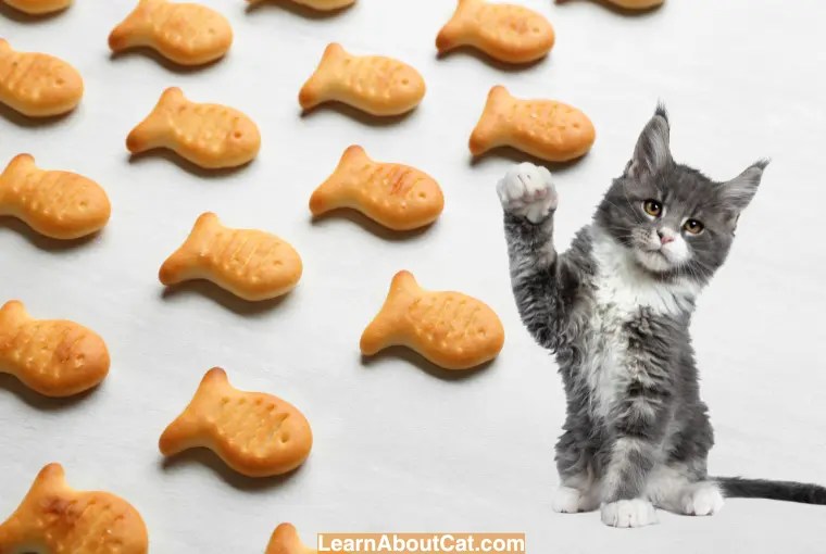 Can Cats Eat Goldfish Crackers? What You Need To Know LearnAboutCat