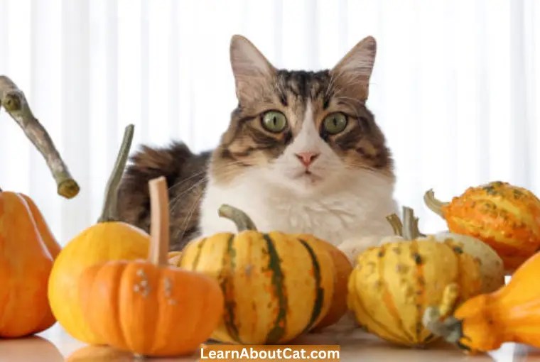 Importance Of Pumpkin For Cats With Diarrhea LearnAboutCat