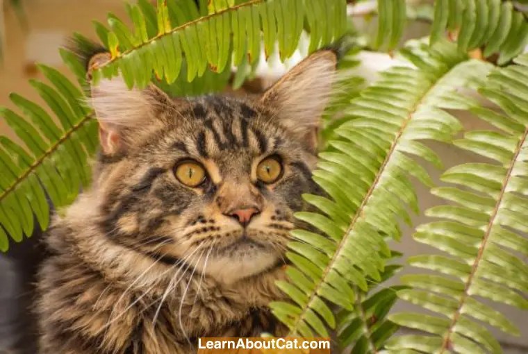 Are Ferns Toxic to Cats? Here's What You Need To know LearnAboutCat