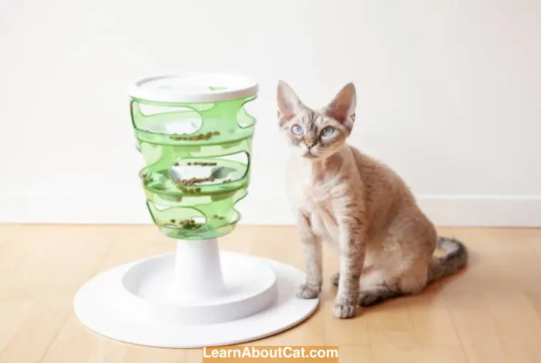 Why You Should Never Store Cat Food in a Plastic Container [Explained