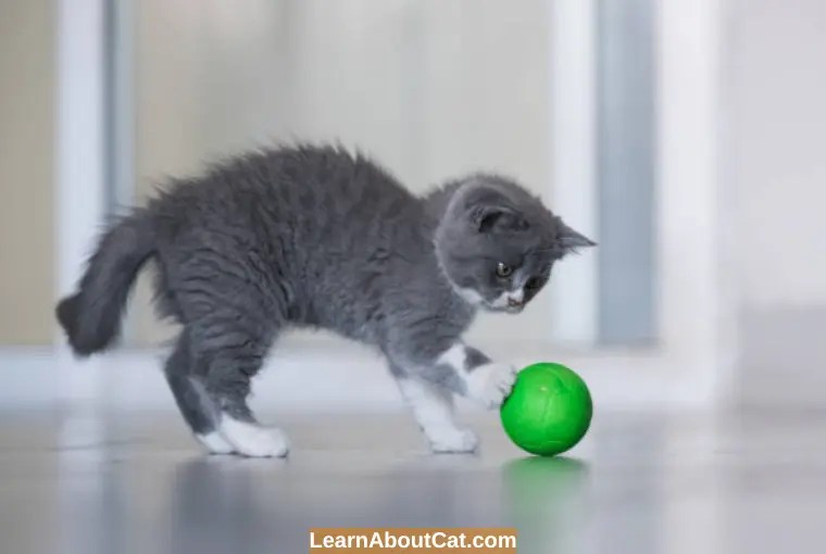 Do Cats Play Fetch? How To Train Your Cat To Fetch LearnAboutCat