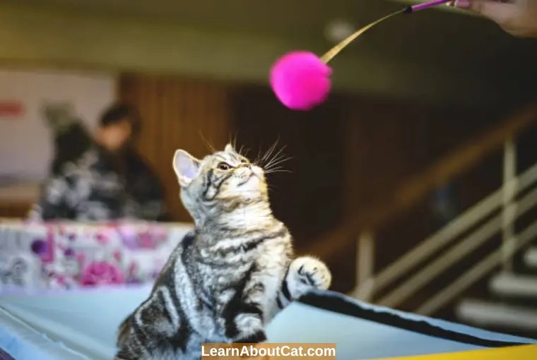 Do Cats Play Fetch? How To Train Your Cat To Fetch LearnAboutCat