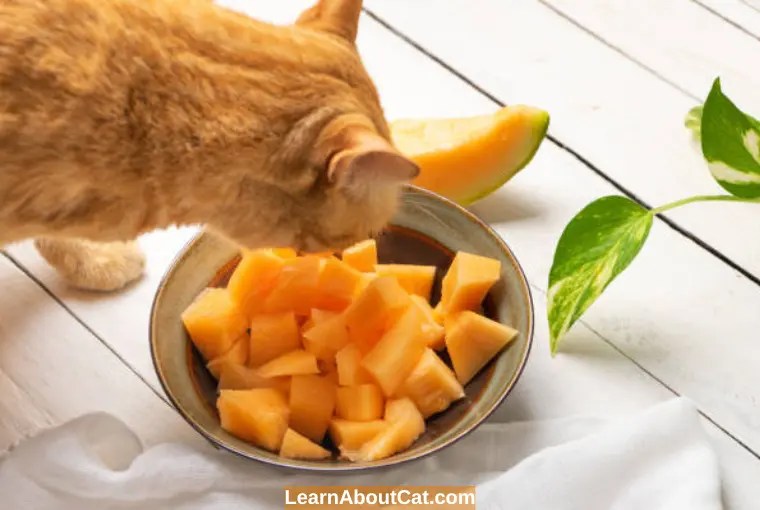 Can Cats Eat Cantaloupe? Benefits And How to Feed LearnAboutCat