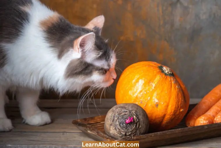 Importance Of Pumpkin For Cats With Diarrhea LearnAboutCat