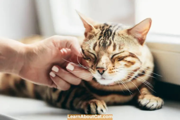 Why Is My Cat Drooling When Purring? [Explained] LearnAboutCat