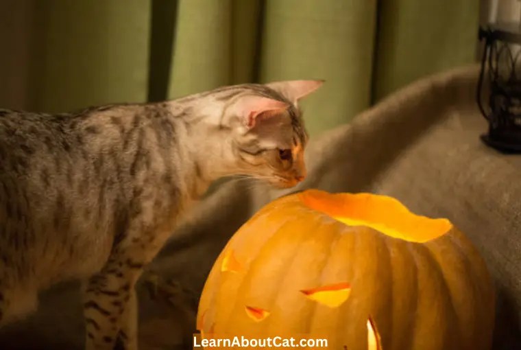 Importance Of Pumpkin For Cats With Diarrhea LearnAboutCat