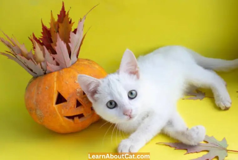 Importance Of Pumpkin For Cats With Diarrhea LearnAboutCat