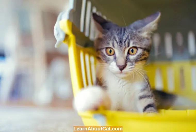How Long to Keep a Cat Confined After Spay or Neuter? LearnAboutCat