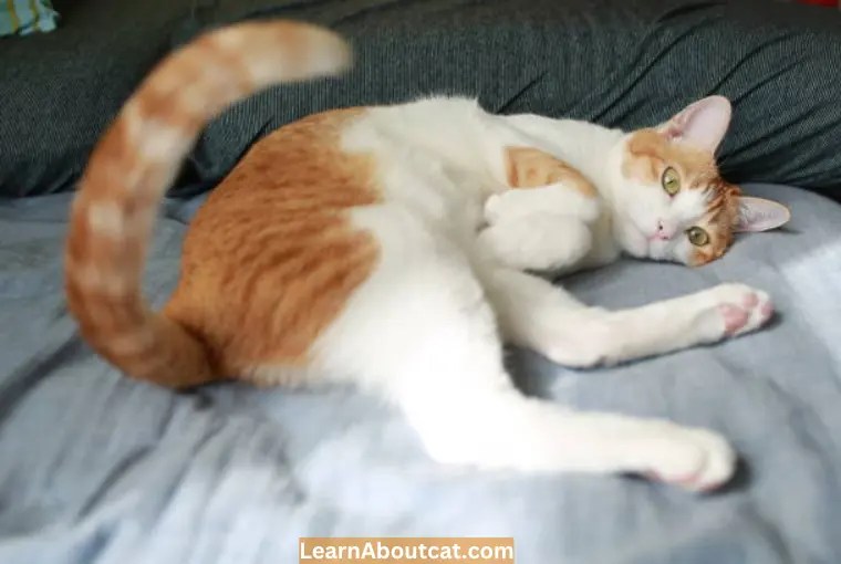 Why Do Cats Chase Their Tail? Things You Need to Know LearnAboutCat
