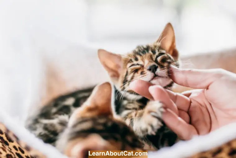 Why Is My Cat Drooling When Purring? [Explained] LearnAboutCat